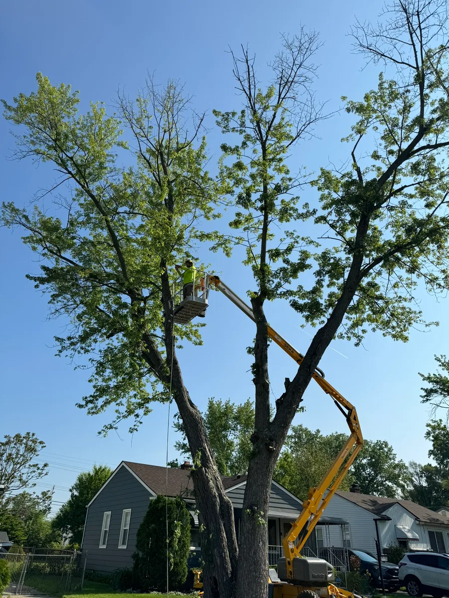 Bucket truck with worker pruning a large tree on a residential street
