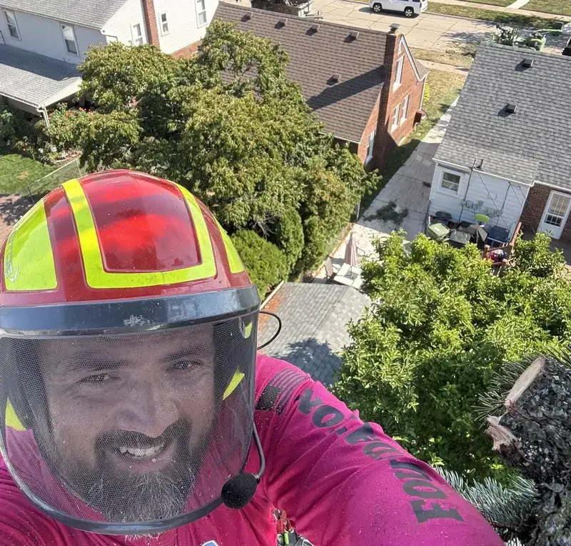 Ben Carver, founder of Wrenfield Tree Care, up in a tree on a job site
