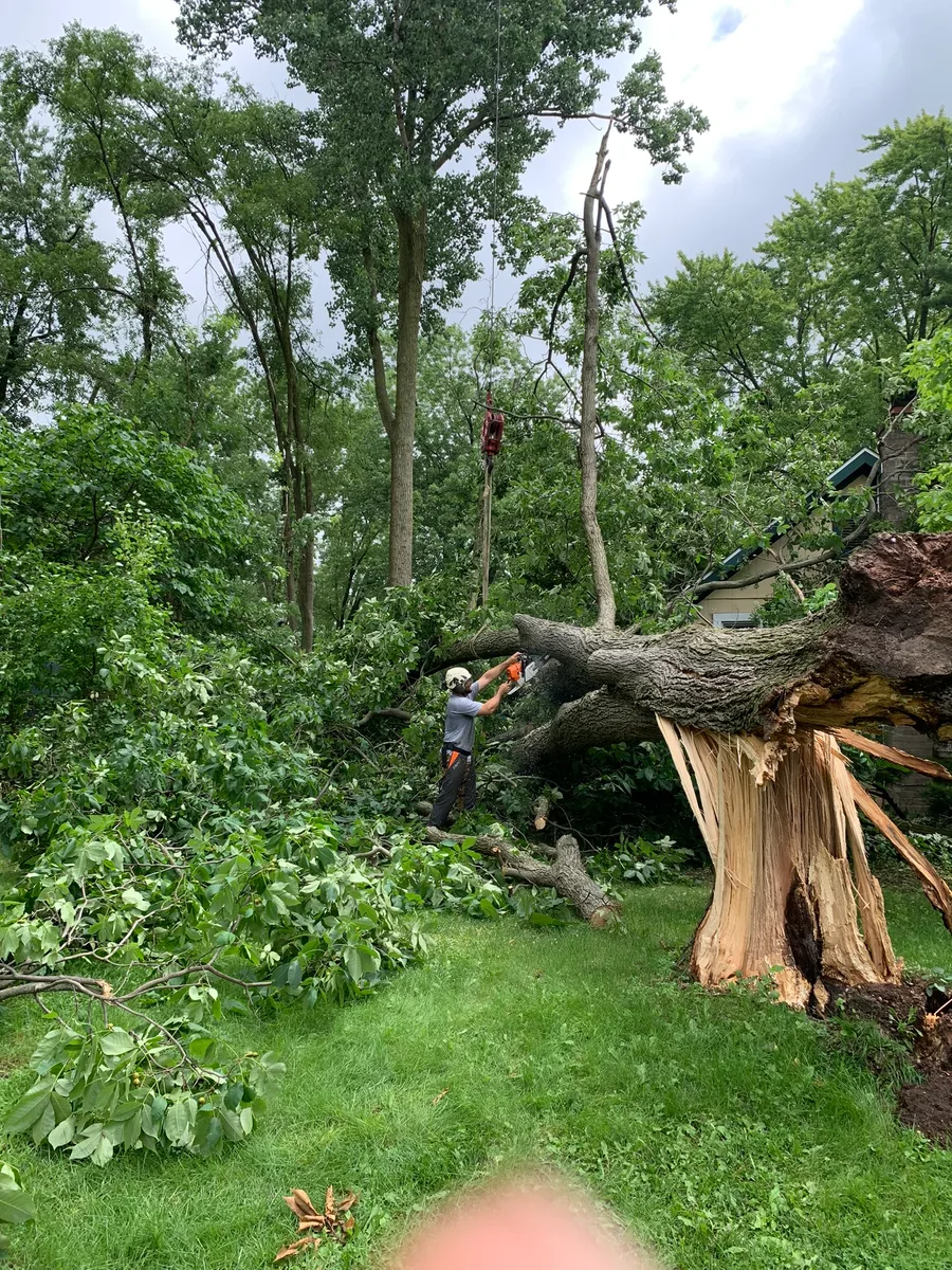 Crew member with chainsaw cutting a massive storm-downed tree