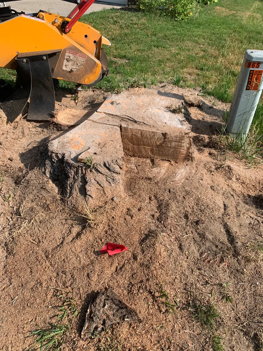 Large tree stump next to a stump grinder before grinding